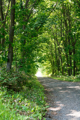 Fototapeta premium 新緑の木々に囲まれたジャリ道