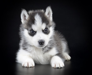 Fototapeta premium Puppy Siberian husky on a black background