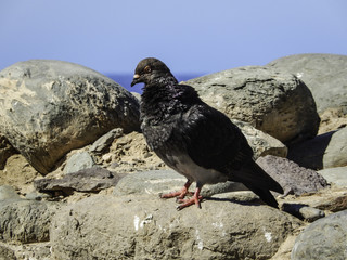 Uccello Canarie