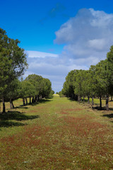 Field surrounded by pine trees