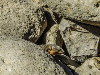 Geko canarie