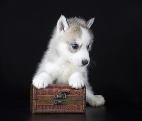 Puppy Siberian husky on a black background © vivienstock
