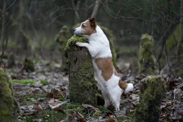 Naklejka na ściany i meble Jack Russell Terrier on the tree. spring Park