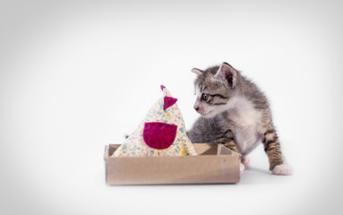 A kitten looks at a chicken doll in a paper box