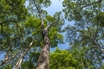 Perspective view of big tree