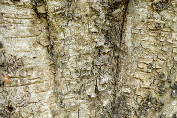 Tree bark wood texture abstract background