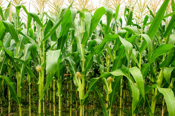 Obraz premium green field of corn growing up in farm