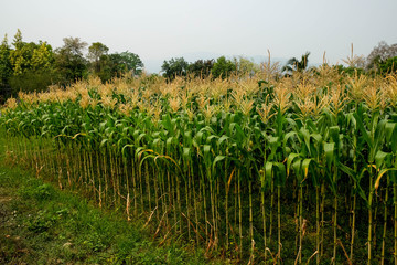 Obraz premium green field of corn growing up in farm