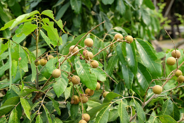Obraz premium Longan orchards - Tropical fruits young longan in Thailand farm
