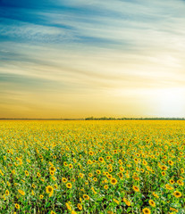 Fototapeta premium field with sunflowers under orange sky in sunset