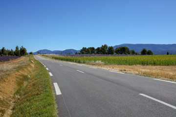 lavandes en Provence