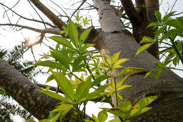 The branches of the Baobab tree