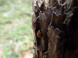 シロホシテントウ ladybug