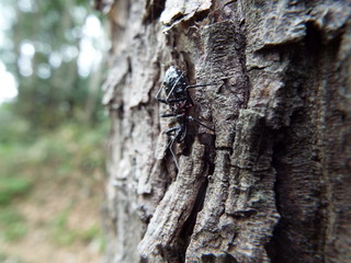ヨコヅナサシガメ assassin bug