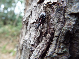 ヨコヅナサシガメ assassin bug
