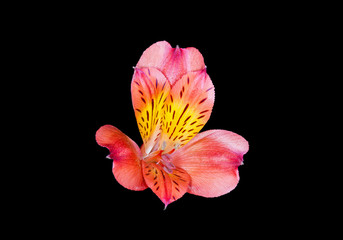 alstroemeria head