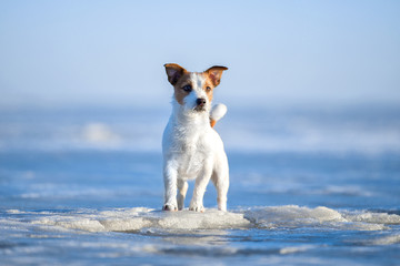 Jack Russell Terrier on the ice