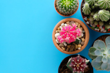 Cactus and succulent plants on blue paper background with copy space, top view, flat lay, succulent houseplant trendy design concept