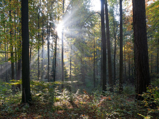 The sunbeams in a forest at morning