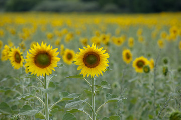 Fototapeta premium lavandes en Provence