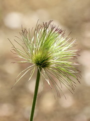 Green flower with thin petals