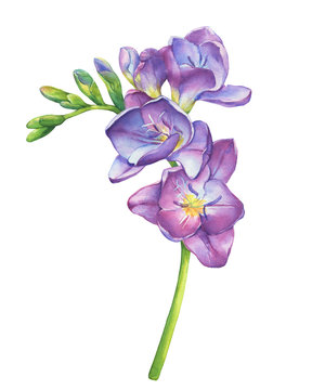 Close-up of fresh branches violet freesia flowers with buds (perennial plant Freesia Serrada). Floral botanical picture. Hand drawn watercolor painting illustration isolated on white background.