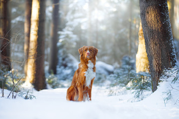 Cute dog breed Nova Scotia duck tolling Retriever (Toller) in the winter forest.