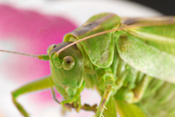 Fototapeta premium big green grasshopper