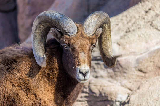 A Bighorn sheep,against a rock background, looks towards the camera