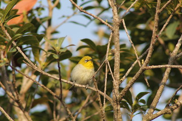 Oriental White Eyes Bird