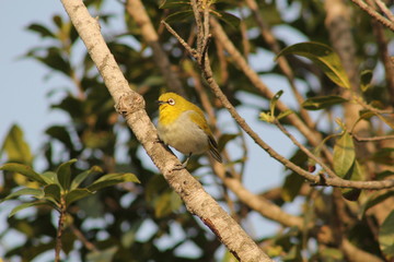 Oriental White Eyes Bird