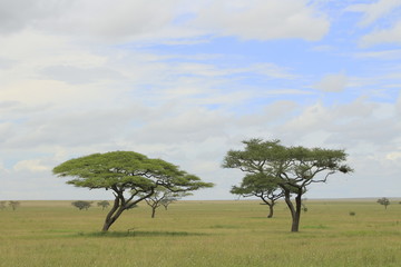 Acacia nella savana.