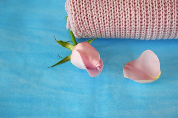 Bud of pink rose, petals and a knitted sweater on blue background