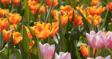 Tulip flower farm park