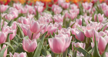 Orange Tulip flower park