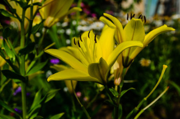 Yellow lily on a flowerbed in garden