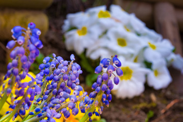 Spring, freshly planted flowers at back yard