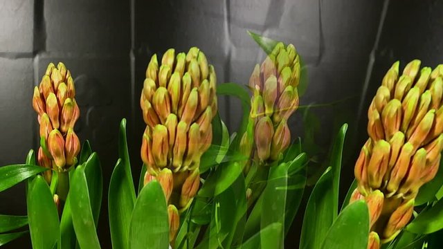 Hyacinth Blooming on Black Background Time Lapse