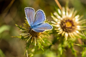 papillon