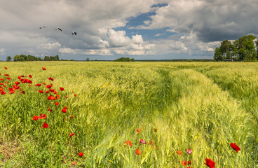 Countryside landscape with field of wheat and blossoming wild poppies, Europe 