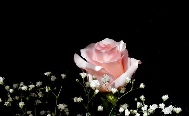 rosa rosa su fondo nero