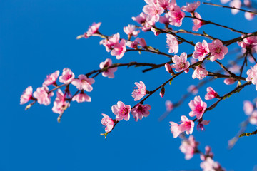 Colorful scene of tender sakura blossom against blue sky