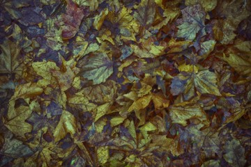 Ultra orange colored Dirty autumn leaves, natural background for web site or mobile devices