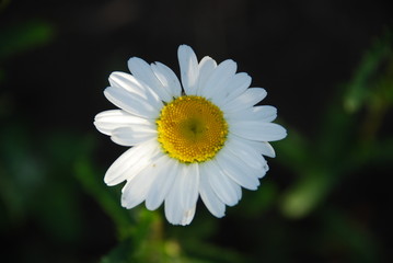 Obraz premium chamomile closeup