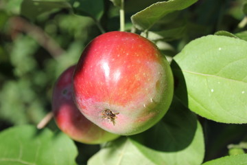 red apple on a branch