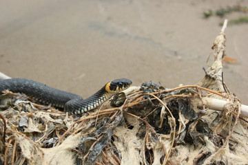 the snake is basking in the sun