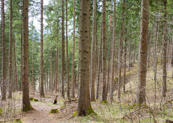 Fototapeta premium Wald