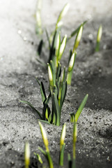 The earliest spring flowers. Snowdrops. Sweethearted nature.