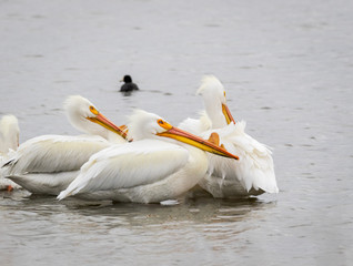 White Pelicans