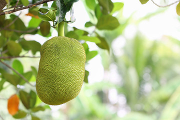 Jack fruit on Jack fruit tree